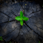 Past Lives Healing Workshop
